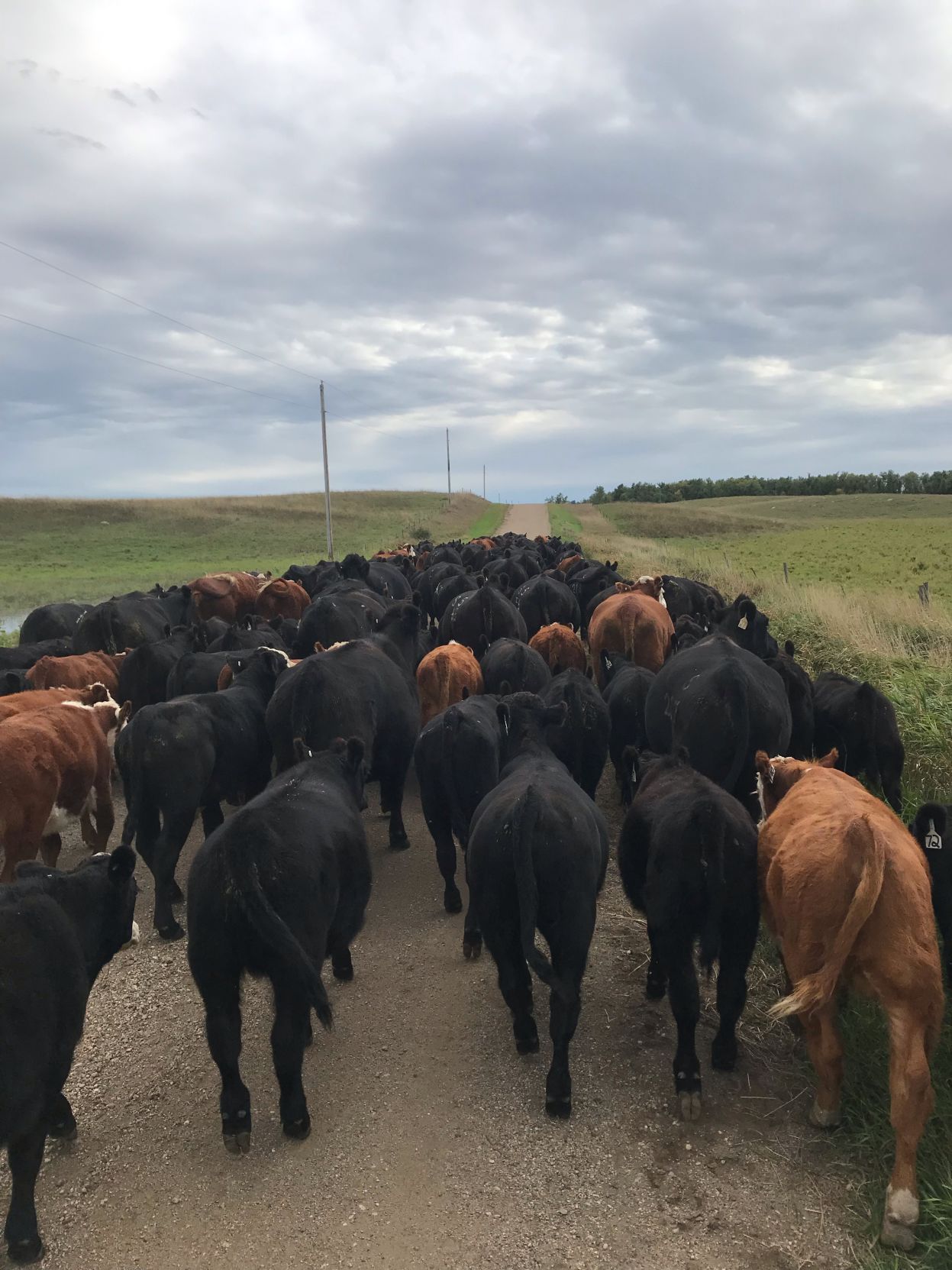 Fastnacht Family Cattle